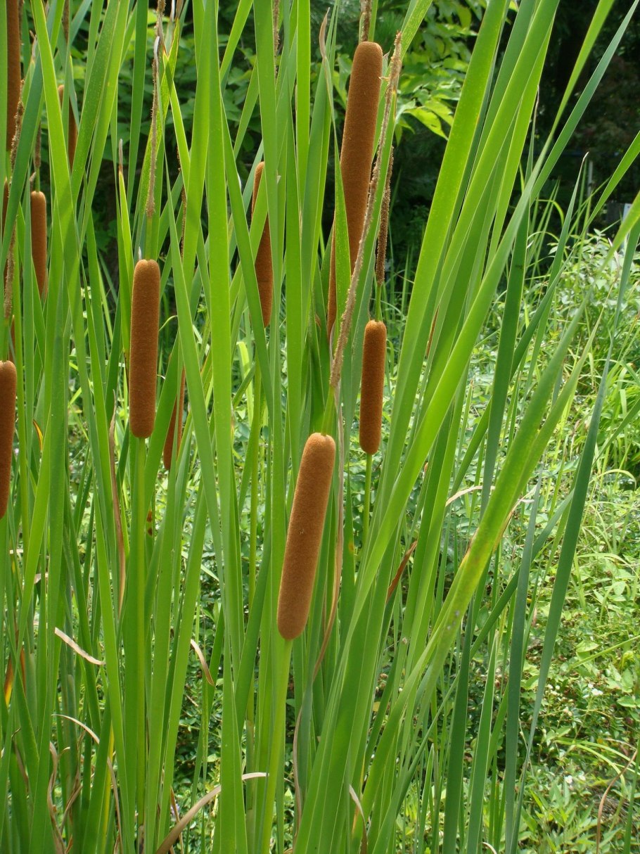 Рогоз узколистный (Typha angustifolia)