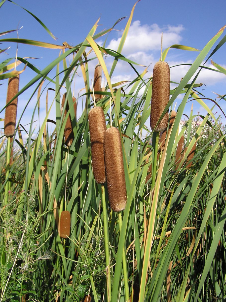 Рогоз широколистный (Typha latifolia)