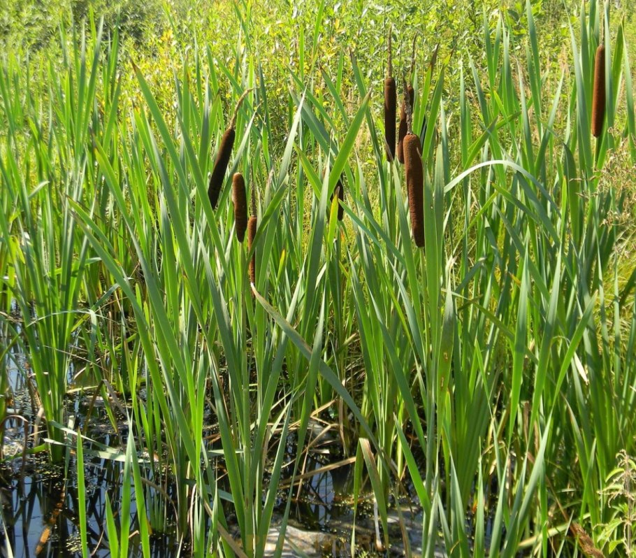 Рогоз камыш тростник стрелолист