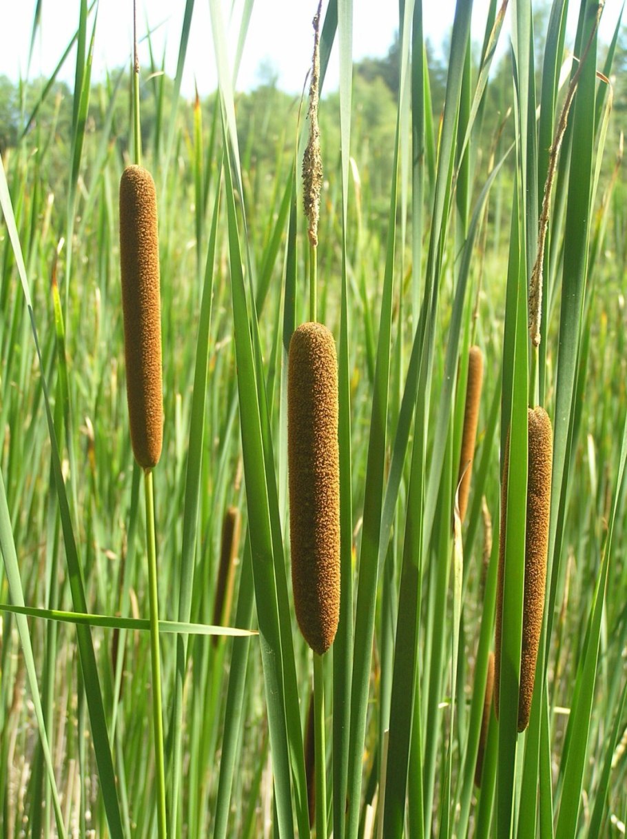 Рогоз Typha latifolia