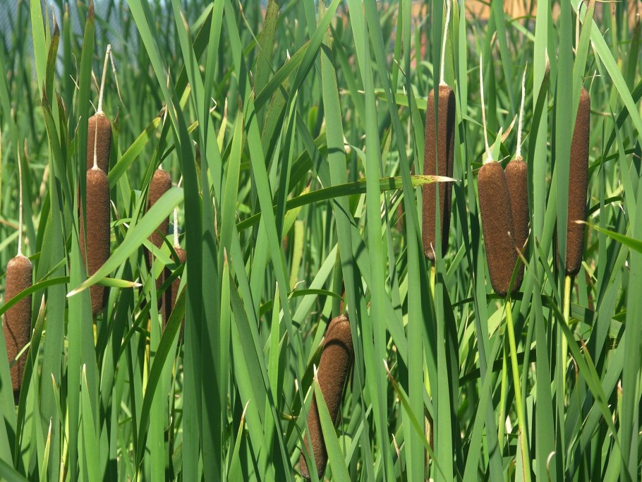Рогоз узколистный (Typha angustifolia)