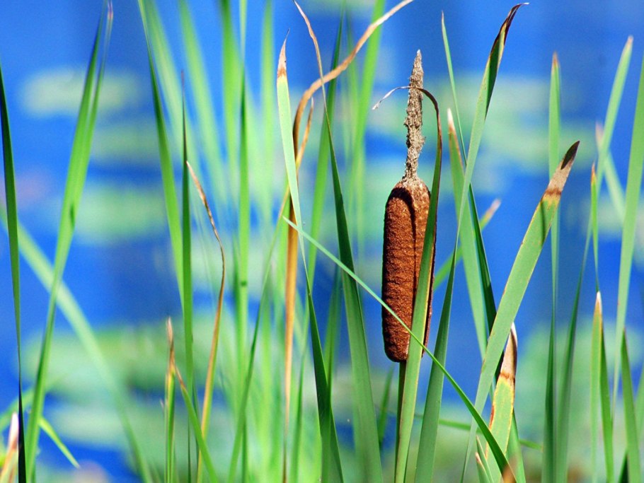 Рогоз широколистный (typha latifolia)