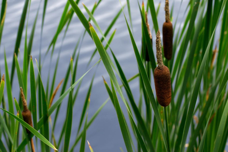 Рогоз широколистный (Typha latifolia)