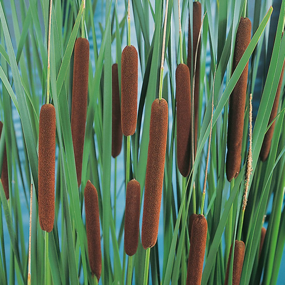 Рогоз Typha angustifolia