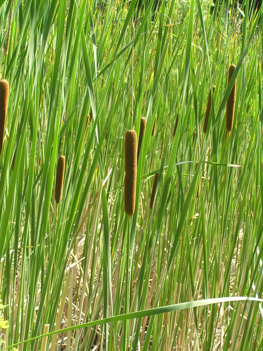 Рогоз узколистный (Typha angustifolia)