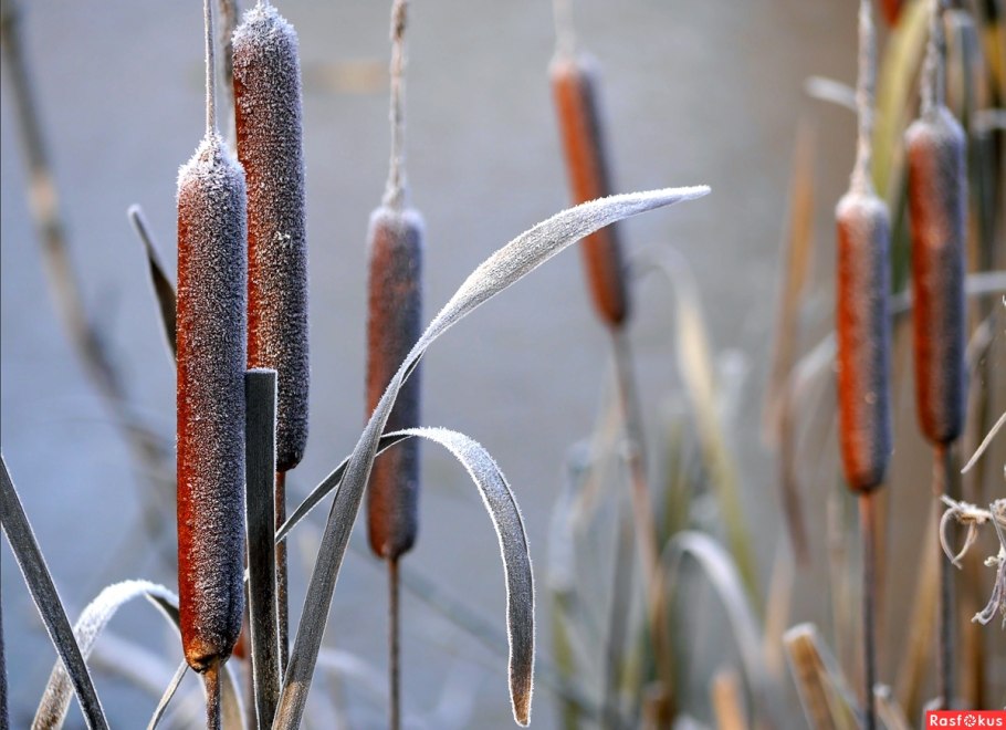 Рогоз Typha