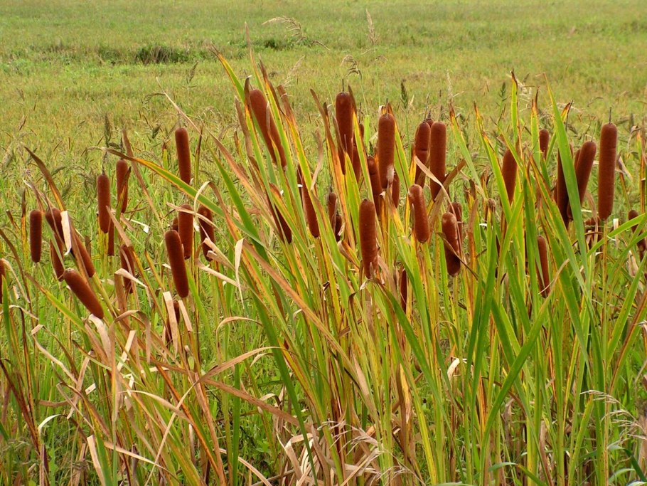 Рогоз Typha latifolia