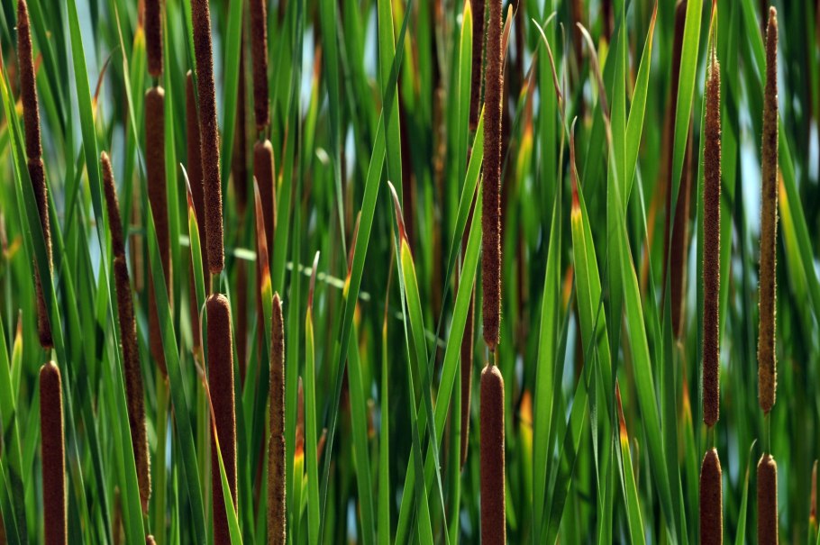 Рогоз Typha angustifolia
