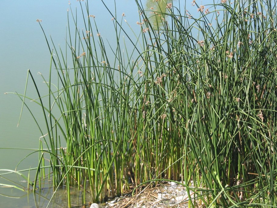 Рогоз Озерный