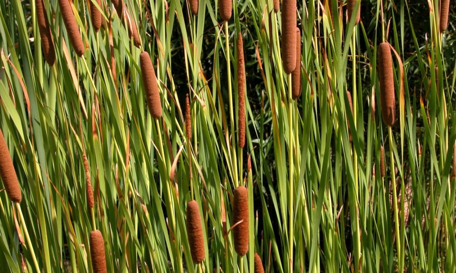 Typha latifolia l