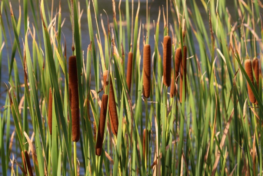 Рогоз широколистный (Typha latifolia)
