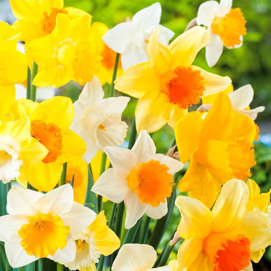 Narcissus Нарцисс Ice Follies