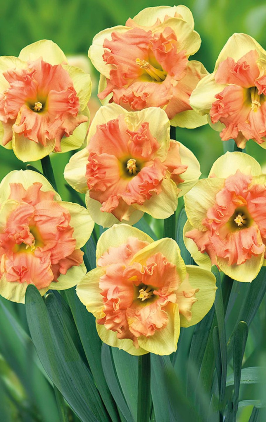 Нарцисс Narcissus Ice Follies айс фоллис