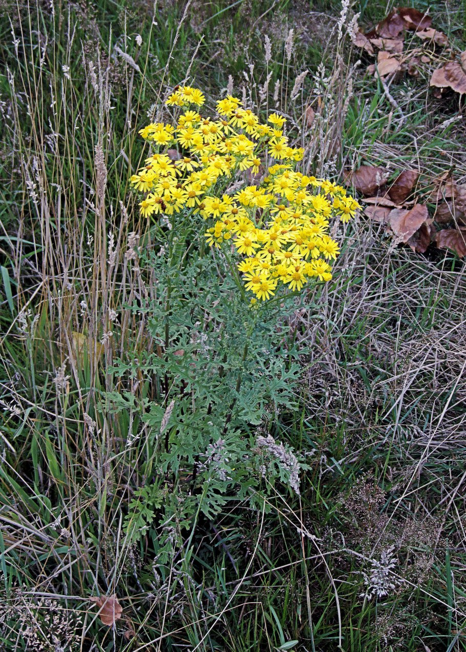 Golden Ragwort