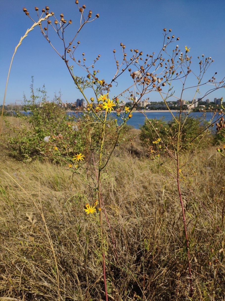 Вероника Цимбалярия