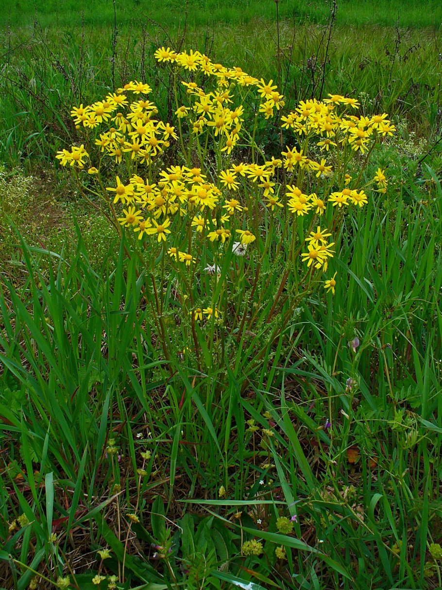 Белокопытник холодолюбивый