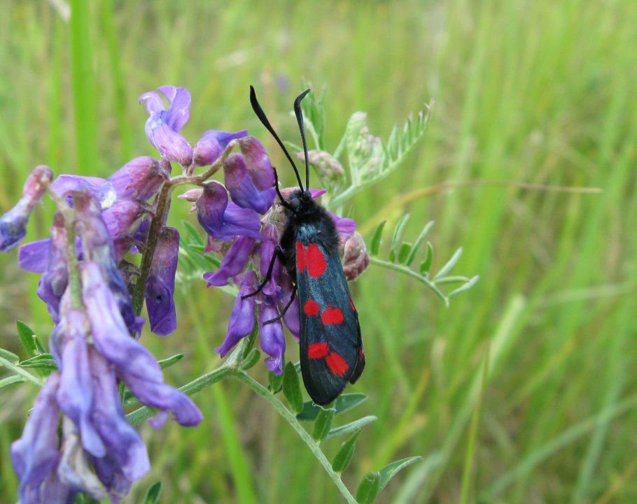 Клейния в Африке