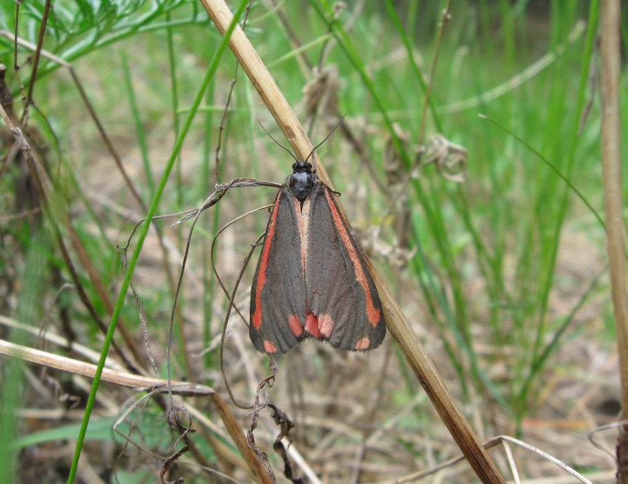 Завод братьев Крестовниковых logo