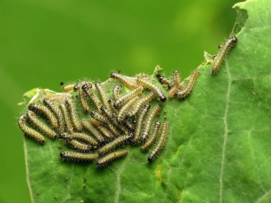 Крестовик неравнозубчатый