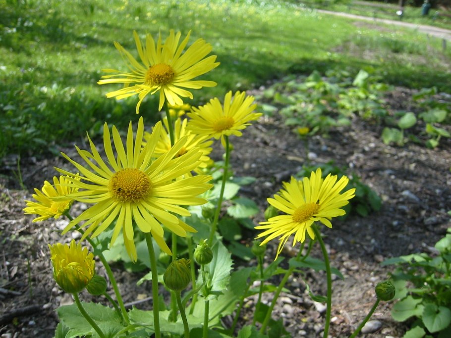 Бабочка Медведица крестовниковая