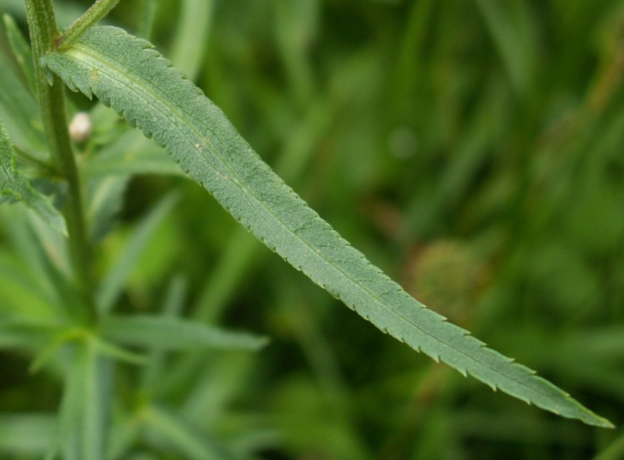 Senecio leucanthemifolius картинки