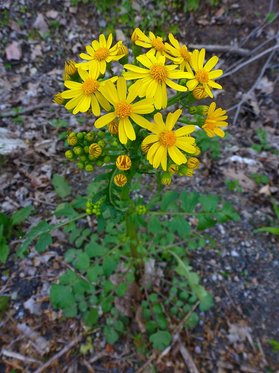 Senecio Kleinia