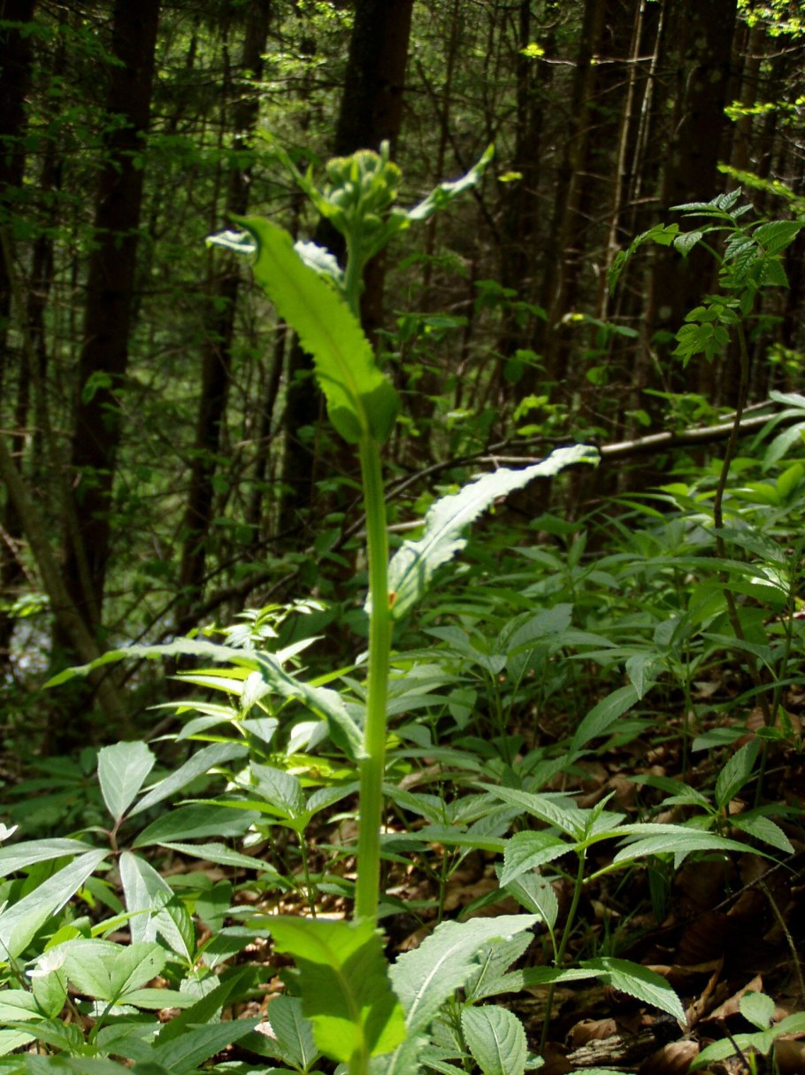 Цинерария крестовник пепельный