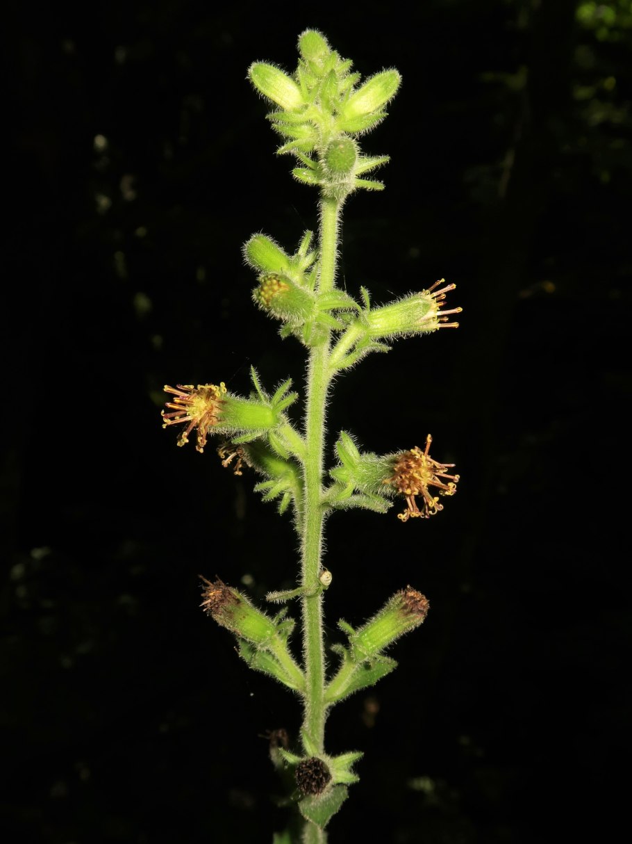 Завод братьев Крестовниковых легкий крем для тела отзывы