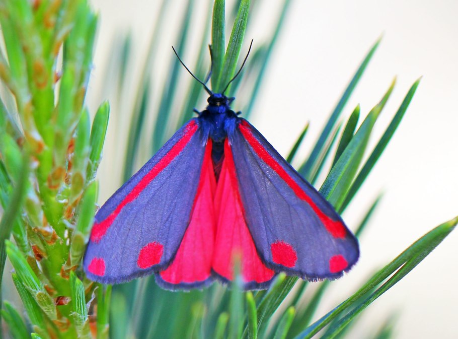 Бабочка медведица крестовниковая