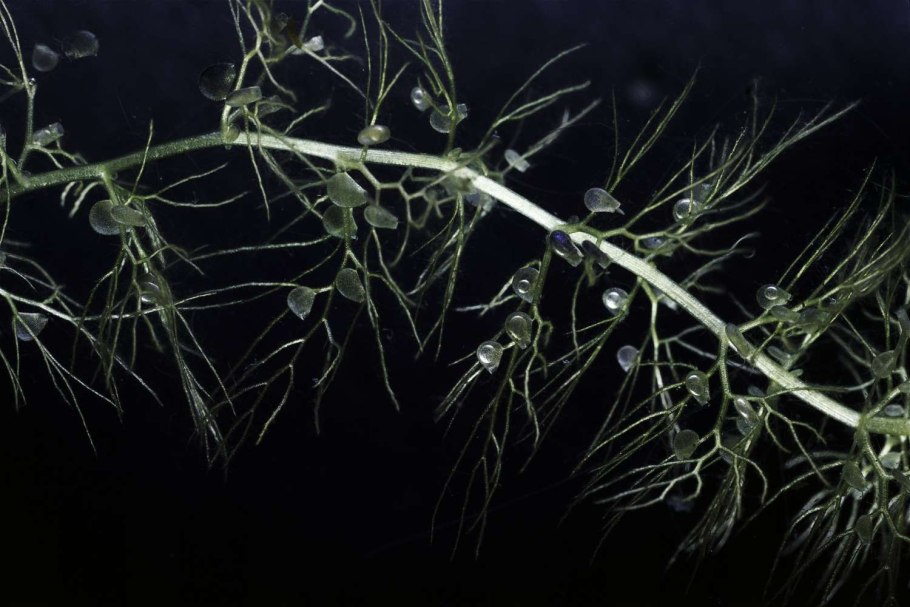 Пузырчатка (Utricularia)