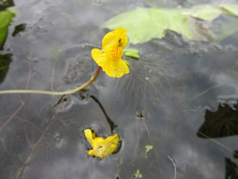 Пузырчатка малая Utricularia Minor l