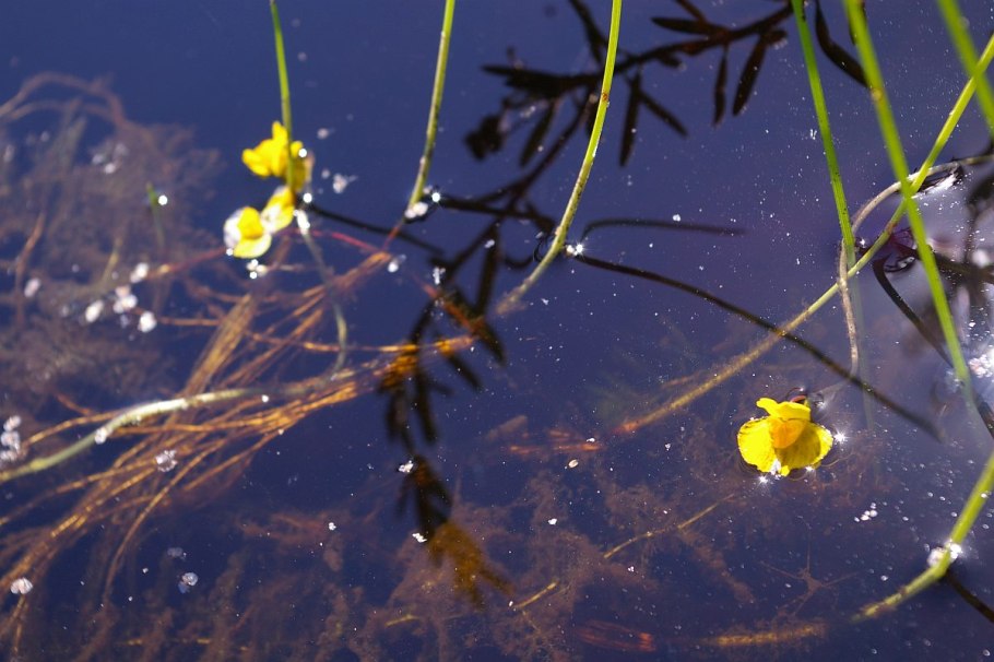 Utricularia Aurea-пузырчатка Золотая