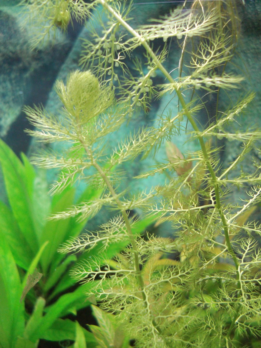 Пузырчатка (Utricularia)