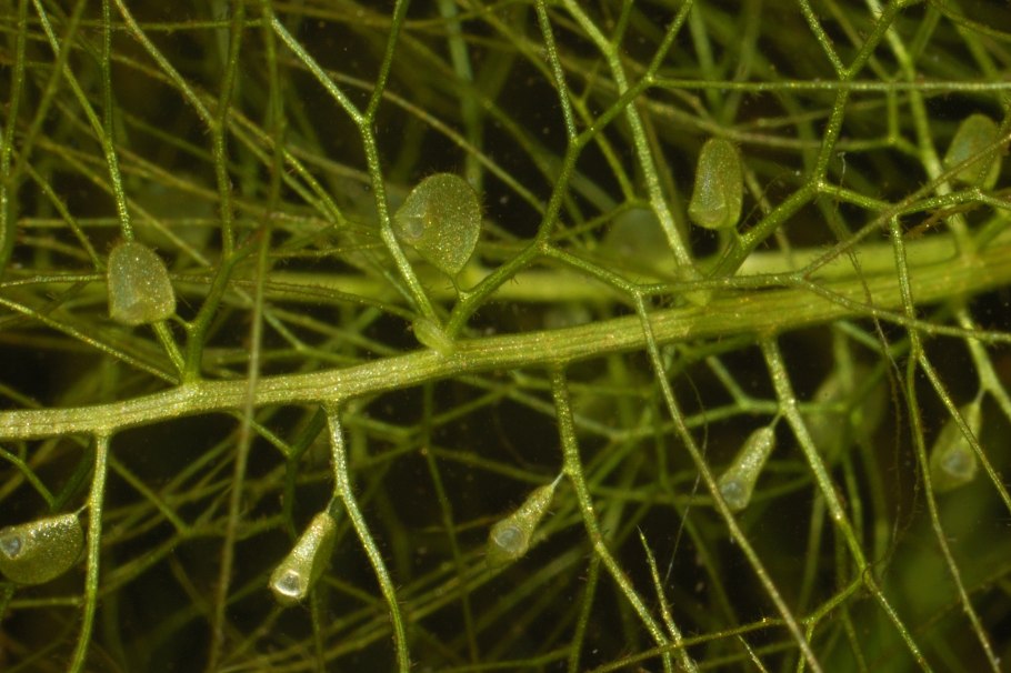 Пузырчатка (Utricularia)