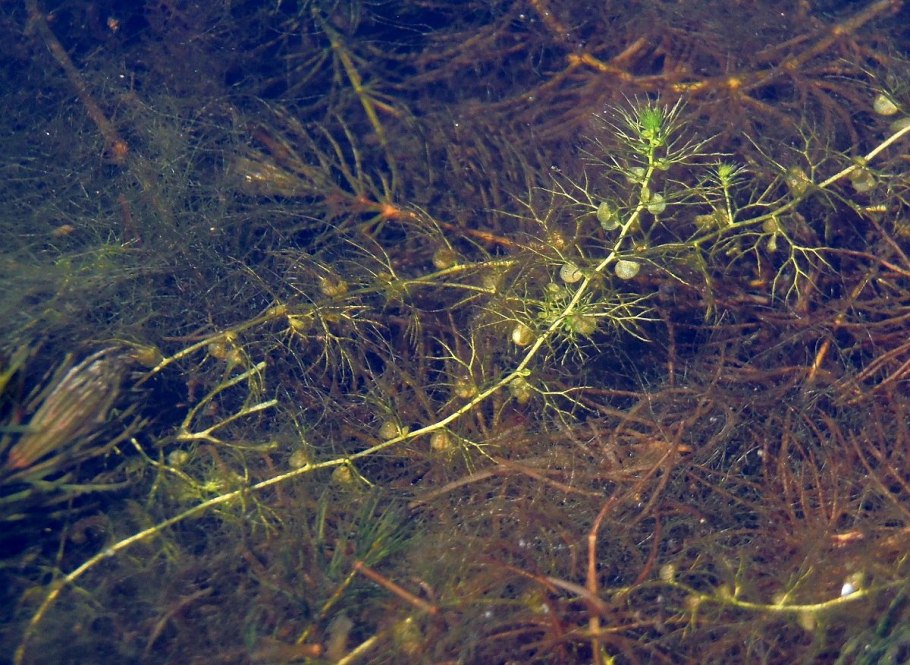 Альдрованда пузырчатая (Aldrovanda vesiculosa)
