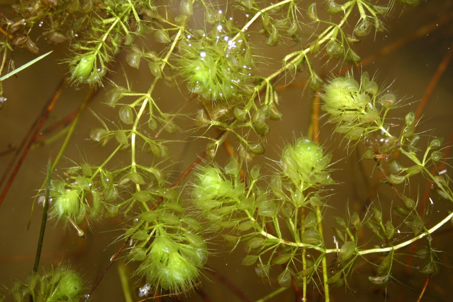 Utricularia Australis