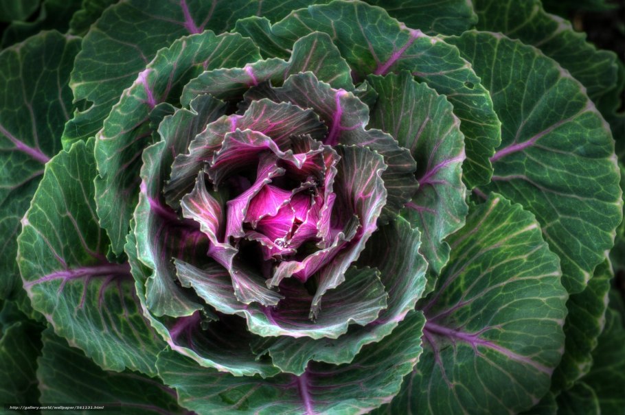 Капуста семейство крестоцветные