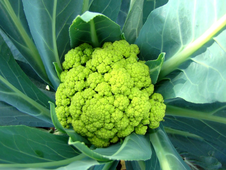 Капуста Келли