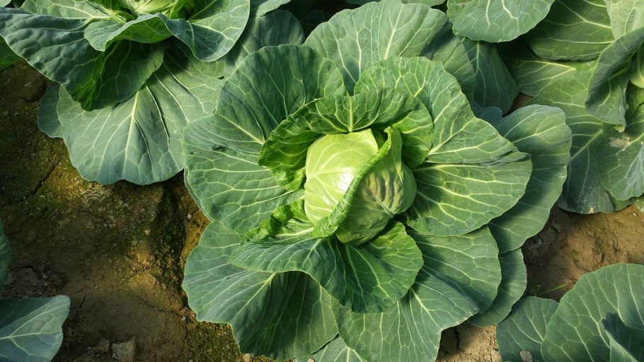 Brassica harmsiana