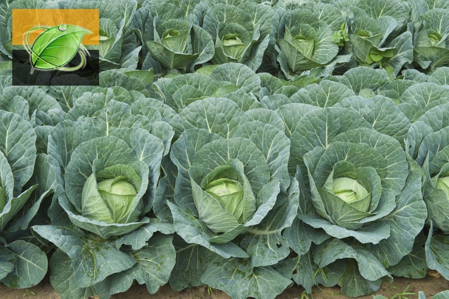 Капуста кудрявая Кейл