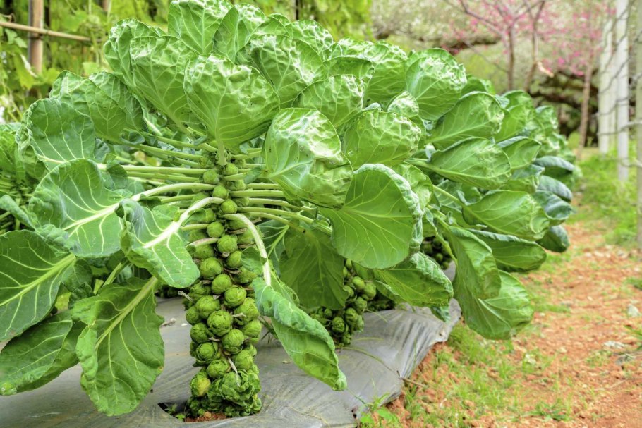 Капуста савойская Петровна