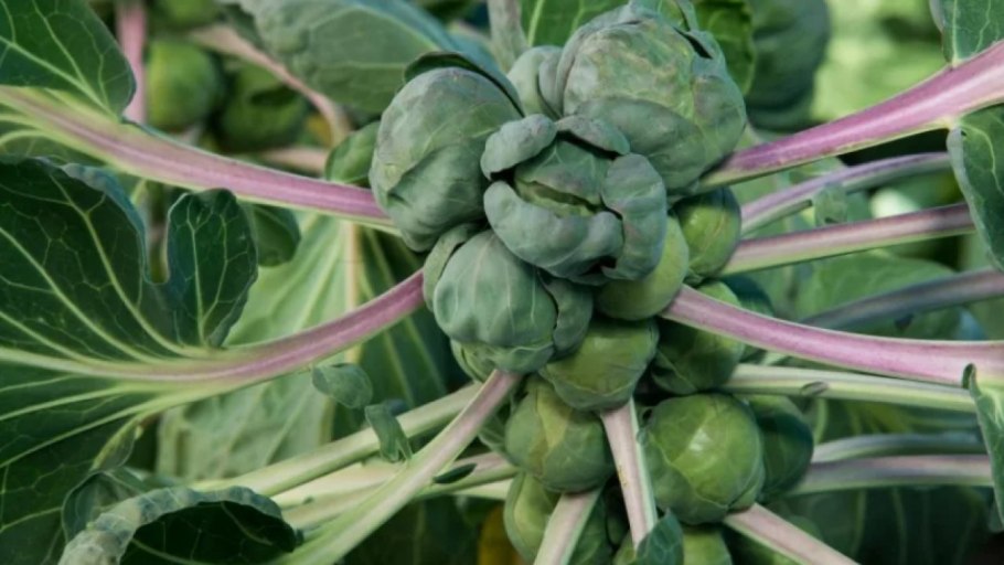 Капуста белокоч. Зимовка