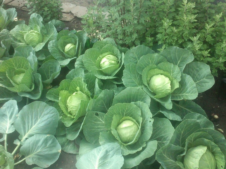 Капуста в огороде