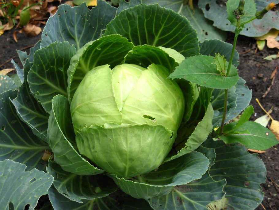 Сорт капусты