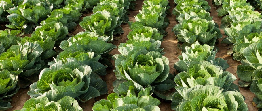 Капуста Мегатон f1