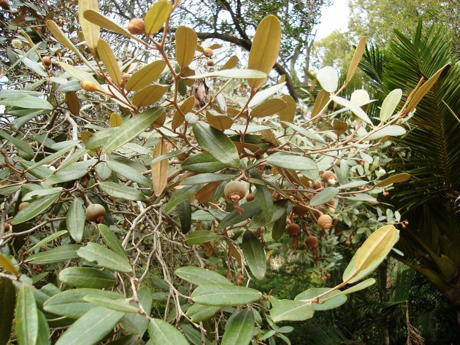 Hymenaea oblongifolia