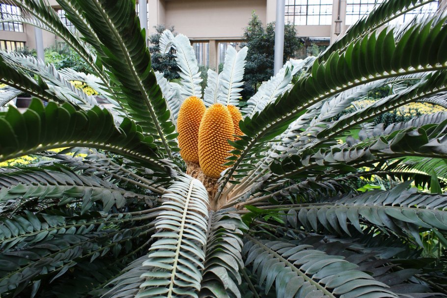 Encephalartos lehmannii Karoo
