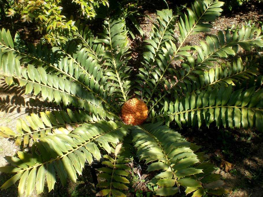 Cycas horridus