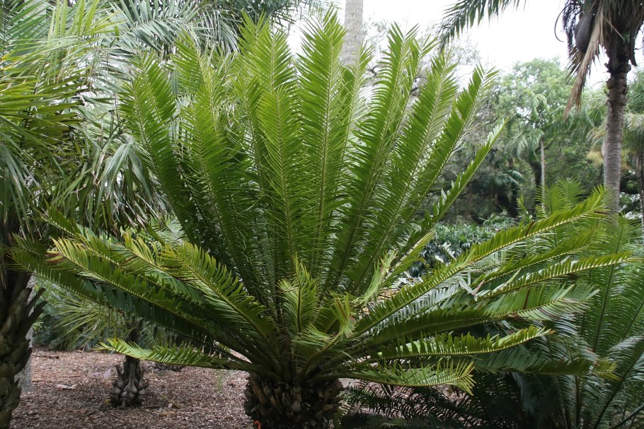 Peloscolex Ferox