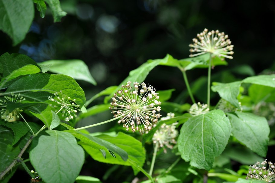 Элеутерококк колючий цветение
